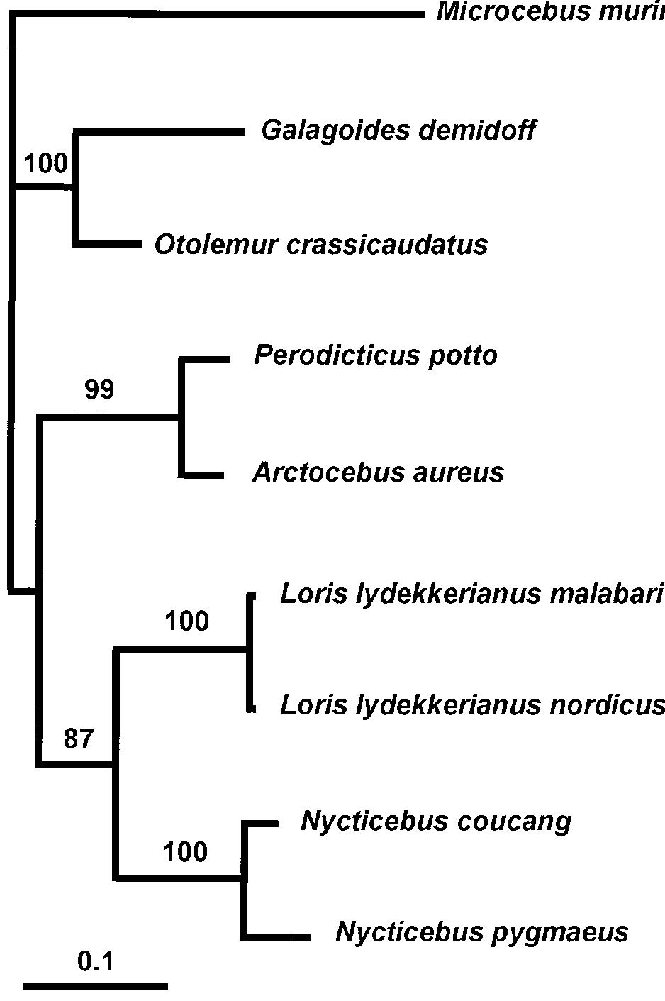 (PDF) Reconstructing the evolutionary history of the Lorisidae using ...