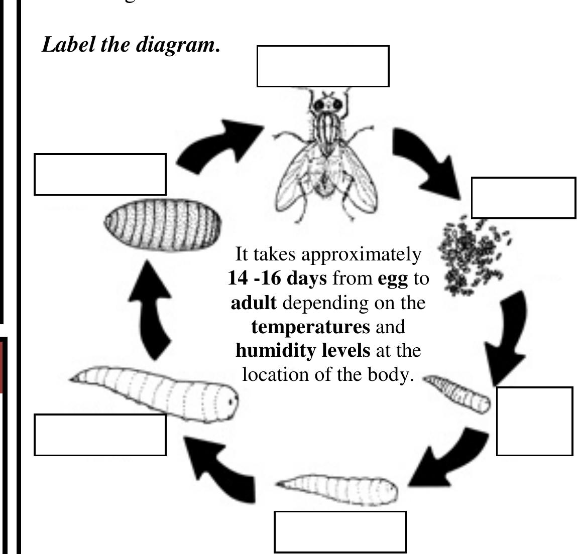 Figure 1 From Nd Partial 3 FORENSIC ENTOMOLOGY INDEX figure-1-from-nd-partial-3-forensic-entomology-index