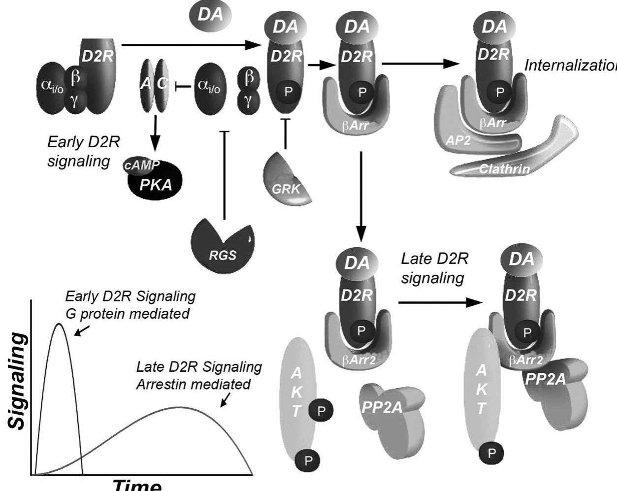 (PDF) The Physiology, Signaling, and Pharmacology of Dopamine Receptors