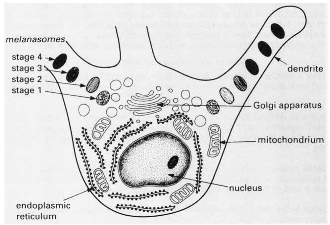 Fig. 1. Melanocyte and contents. [From A. H. Robins, Biological Perspectives on Human Pigmentation. Copyright © 1991 by Cambridge University Press, with permission of the publisher.] 
