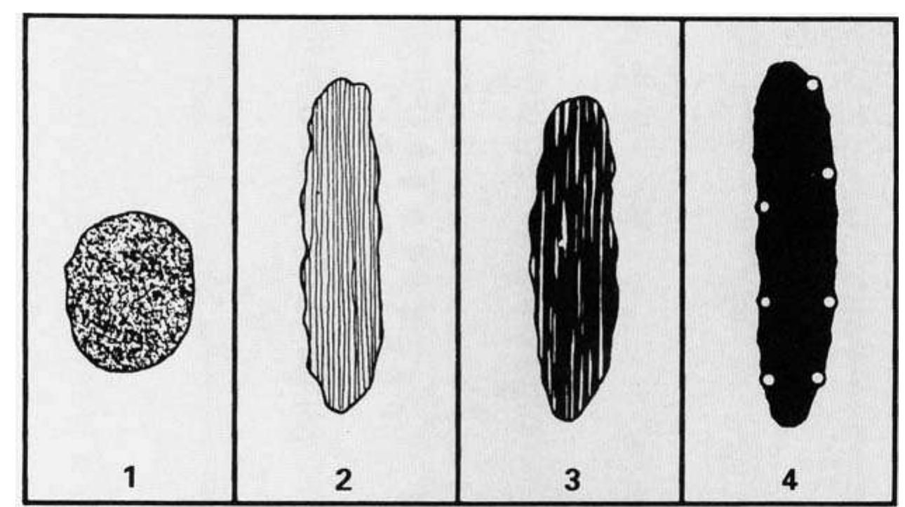 Fig.2. Four stages in melanosome development. Note changes in shape and progressive darkening from stage 1 to stage 4. [From A. H. Robins, Biological Perspectives on Human Pigmentation. Copyright © 1991 by Cambridge University Press, with permission of the publisher.] 