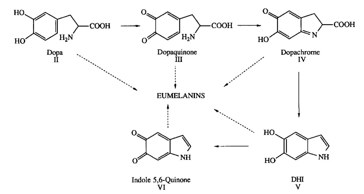 Fig. 4. Biosynthesis of eumelanin in skin melanocytes.  Fig. 5. Copolymerization of intermediates in eumelanin biosynthesis. 