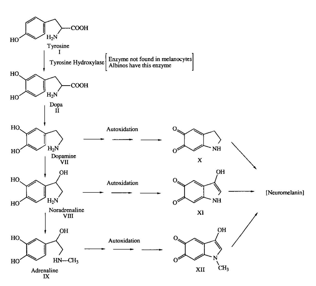 Fig. 6. Biosynthesis of neuromelanin in cathecolamine neurons. 