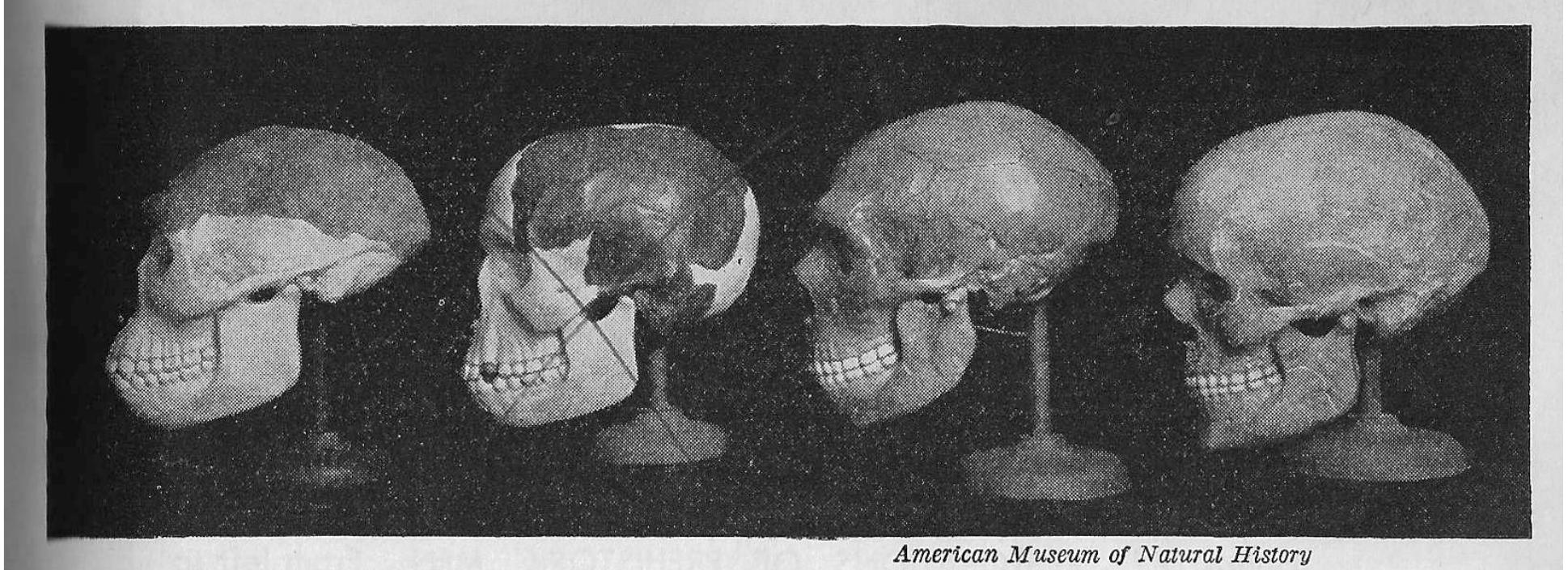 Ditton Man (PDF) Henry Fairfield Osborn and Piltdown Man's Racist Legacy