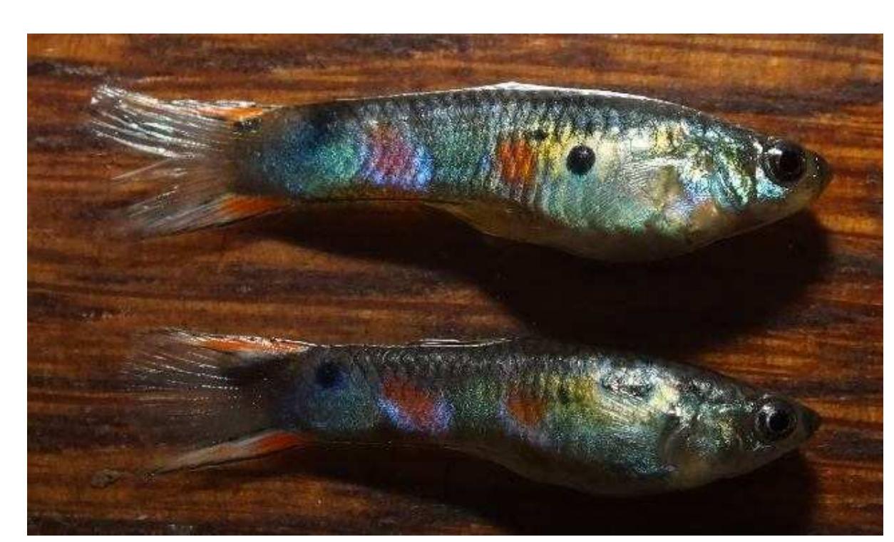 2 pb [top] male (grey e x f) pb/pb and 2 non-pb [lower] male