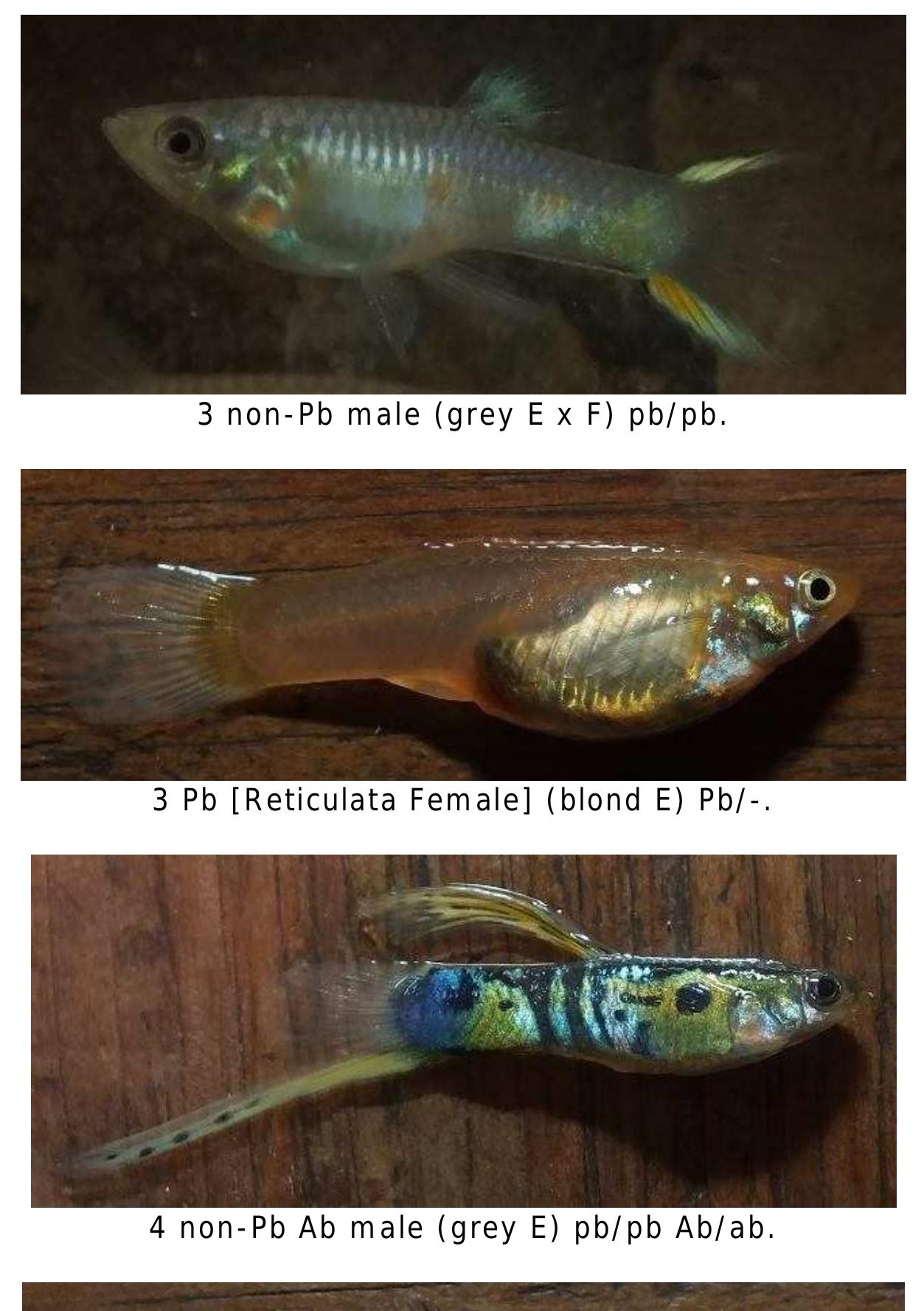 2 pb [top] male (grey e x f) pb/pb and 2 non-pb [lower] male