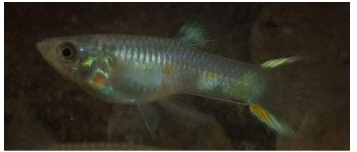 2 pb [top] male (grey e x f) pb/pb and 2 non-pb [lower] male