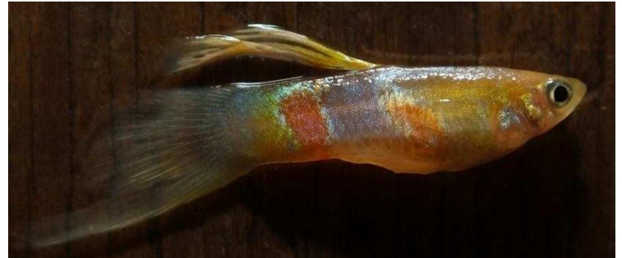 2 pb [top] male (grey e x f) pb/pb and 2 non-pb [lower] male