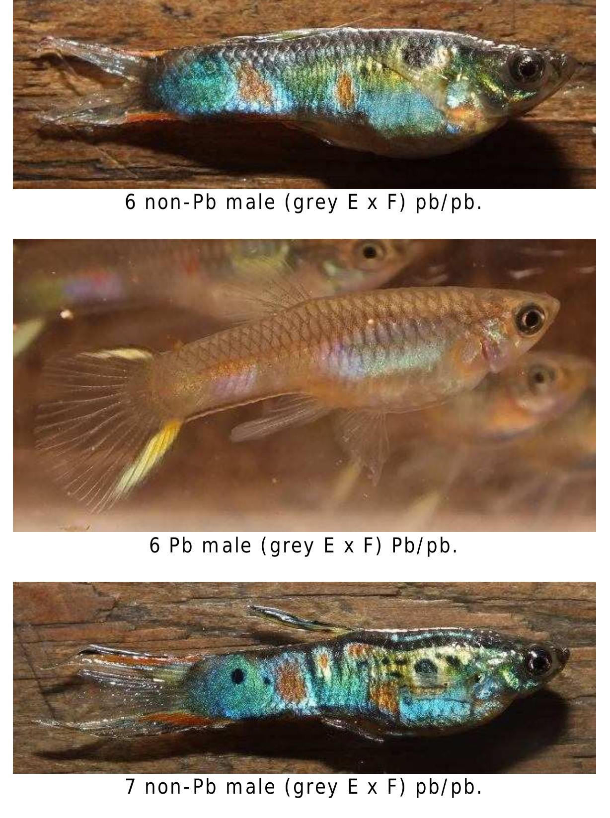 2 pb [top] male (grey e x f) pb/pb and 2 non-pb [lower] male