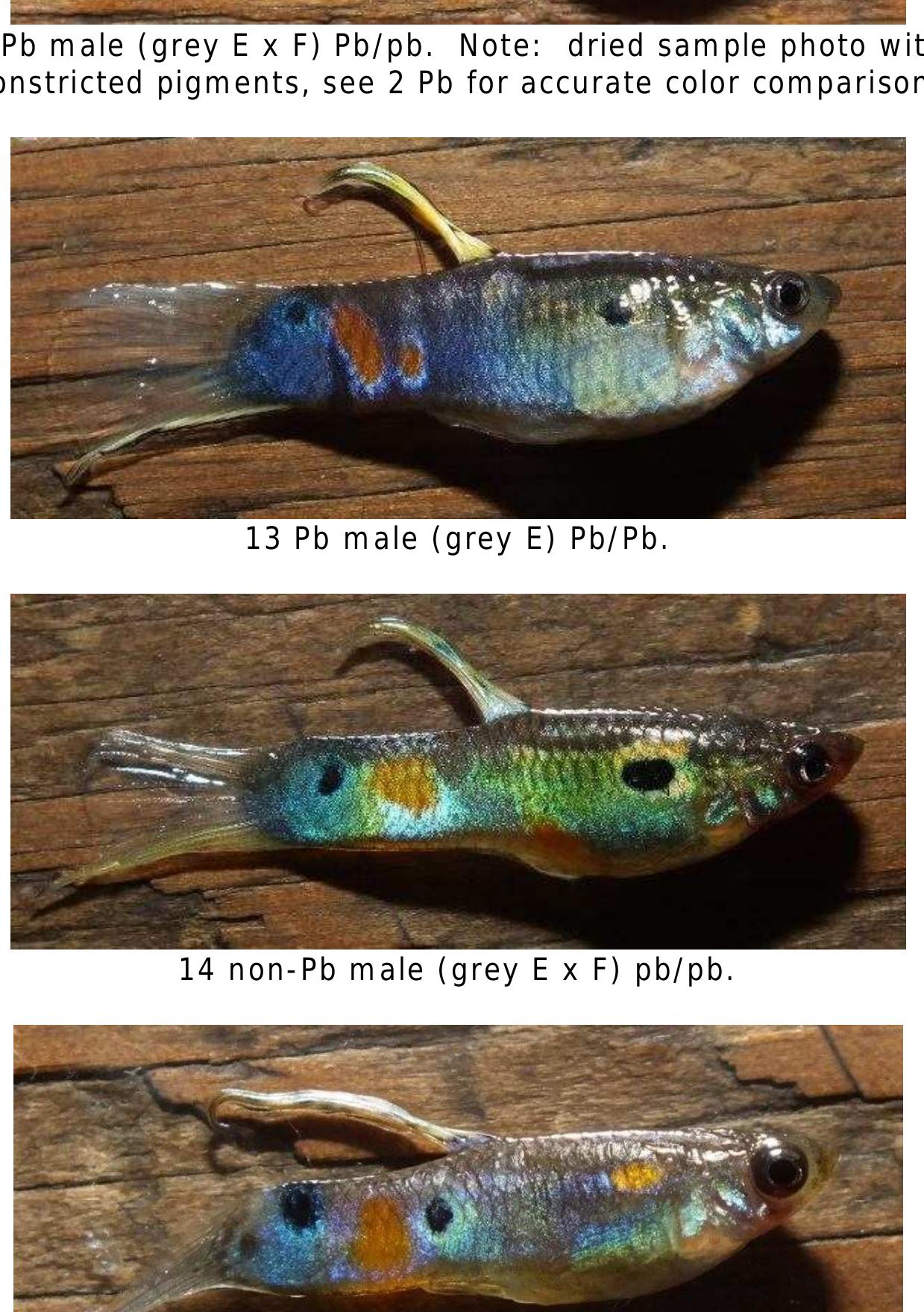 2 pb [top] male (grey e x f) pb/pb and 2 non-pb [lower] male