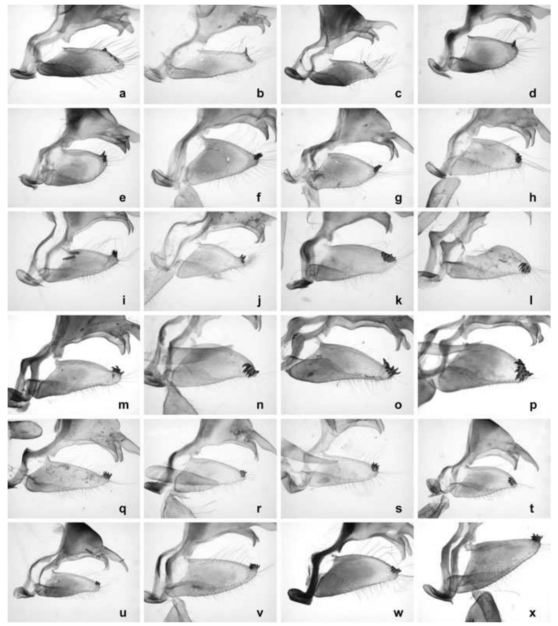 Gp47 Form.pdf Figure 4 - from Molecular systematics and phylogeny of the