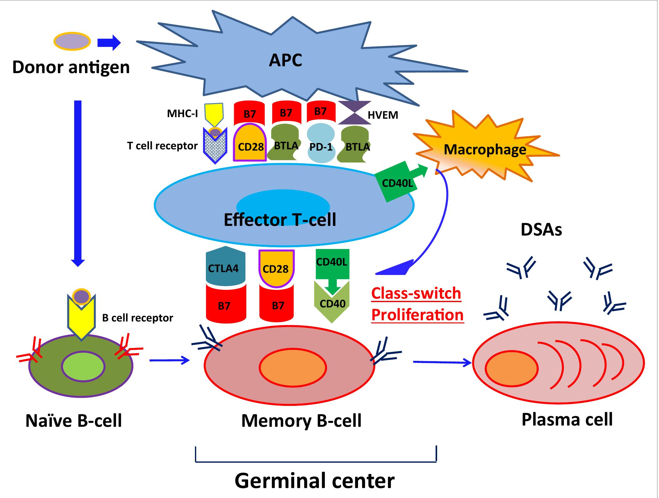 Pc Cell Types | the pathway of naive b-cell differentiation into