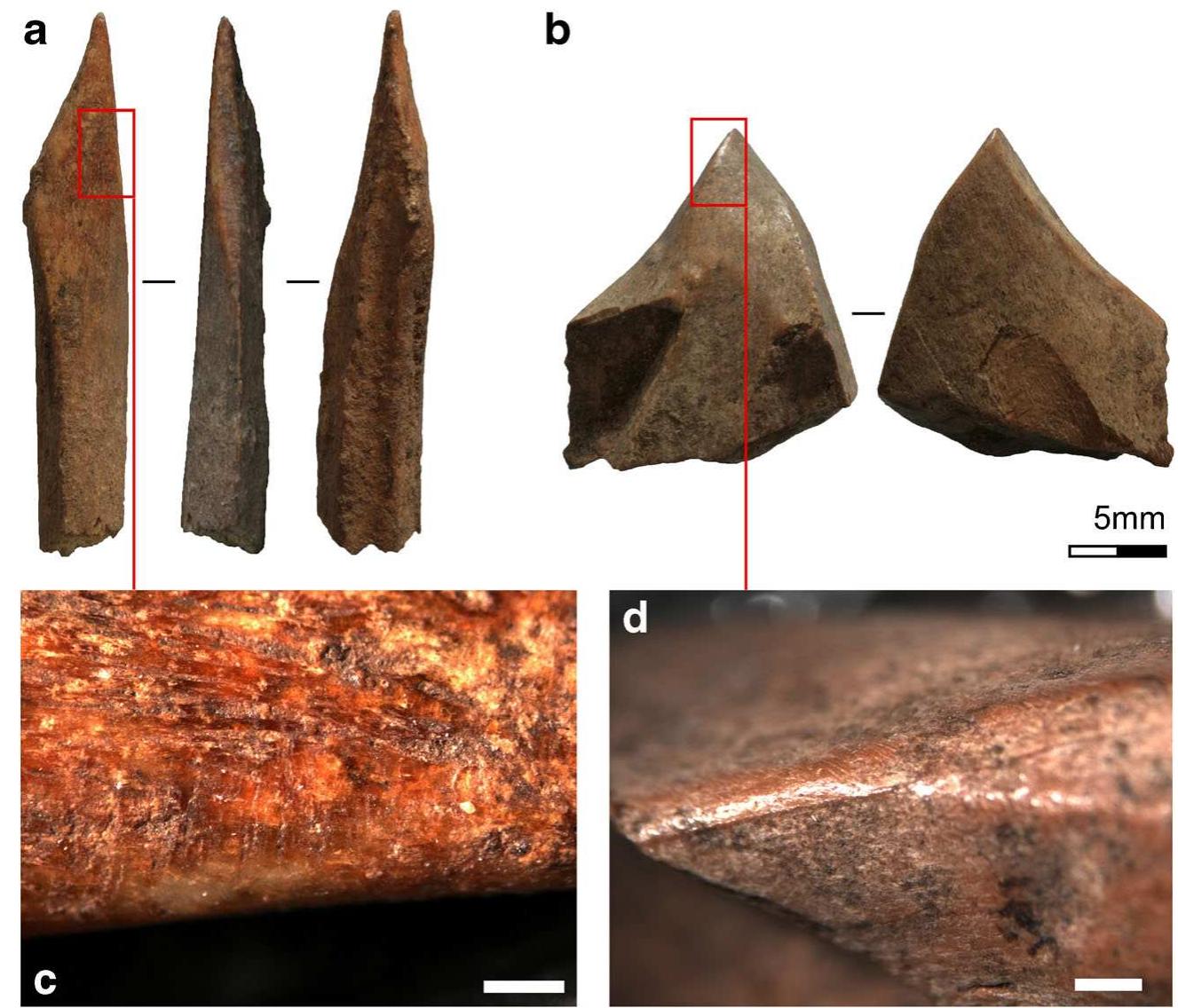 Bone points which resulted from more intensive working were also found. Each of these specimens was ground into shape using a coarse-grained grindstone (Newcomer 1974), traces of this process evidenced by parallel striations and grooves located along the surfaces of each of the points (See examples in Figs. 4D and E and 5D). The two larger examples 