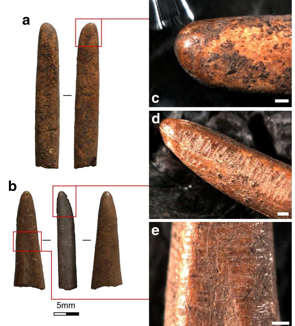 Fig. 4 Matting needles from Luxmanda: a and ¢ Distal fragment from unit 7, with well-developed rounding and polish at its tip. b, d, and e Distal fragment from unit 11 exhibiting distinctive traces of grinding, tip rounding, and polish. Scale bars 1 mm 