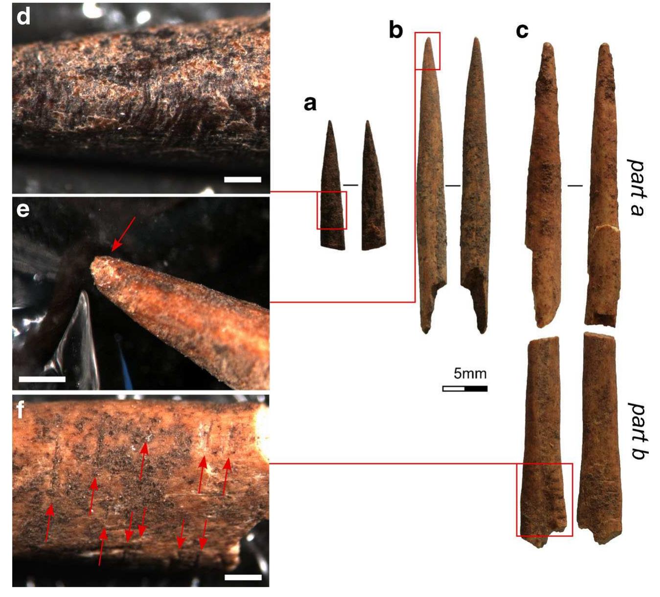 The much  remaining three shaped points from Luxmanda are slimmer in overall shaft dimensions—Fig. 5A:  13.8 mm in absolute length by 2.4 mm maximum width; Fig. 5B: 32.3 mm absolute length by 2.9 mm maximum  ; Fig. 5C (part a): 27.7 mm in absolute length by  2.9 mm maximum width; and (part b) 22.3 mm in absolute  by 5 mm in maximum width. Each point also retains a istal tip (Fig. SA—C). It is possible that these artefacts  also represent matting needles prior to a build-up of significant use wear, though their significantly slighter build is far more  sugges  ive of tips for projectile points. Generally, identification  of projectile tips is based on their overall morphology (slim, sharp point) along with the presence of spin-off fractures (lo- cated at the proximal extremity of the fractured artefact) mea- suring more than 6 mm in length. Such fractures have been  shown  to be particularly diagnostic (Bradfield and Lombard 
