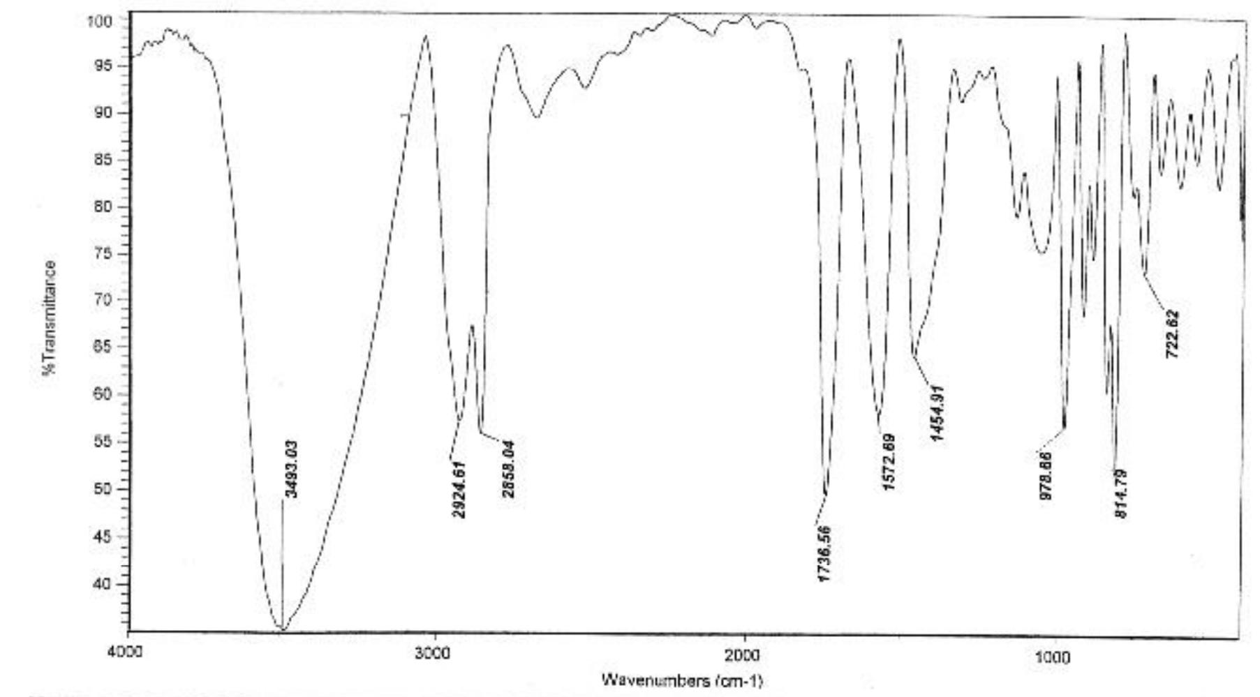 (PDF) Improved Production of Rhamnolipids by a Pseudomonas aeruginosa ...