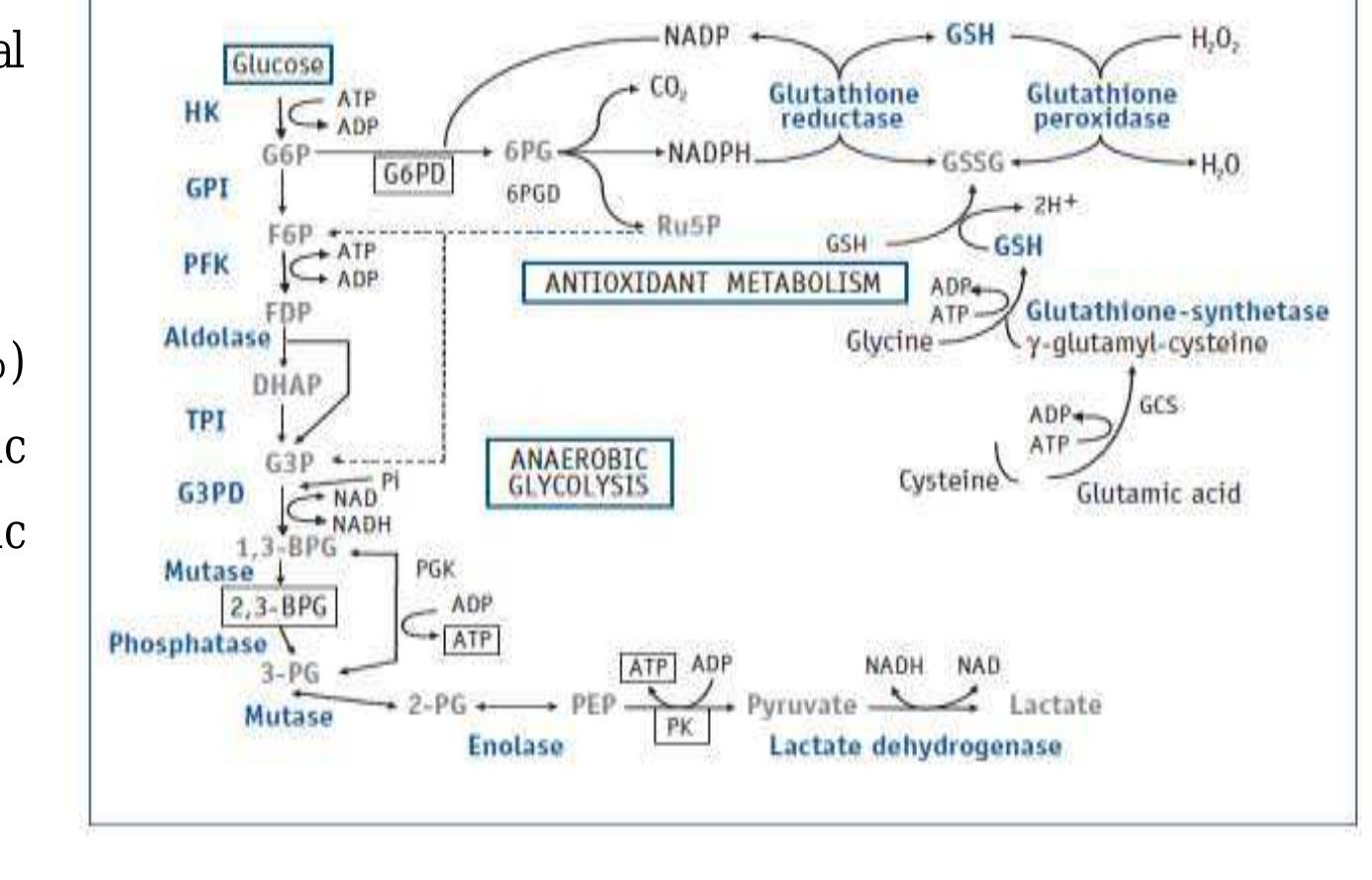 erythrocyte enzyme glutathione reductase - an overview Glutathione Reductase Affects Hyphal Growth