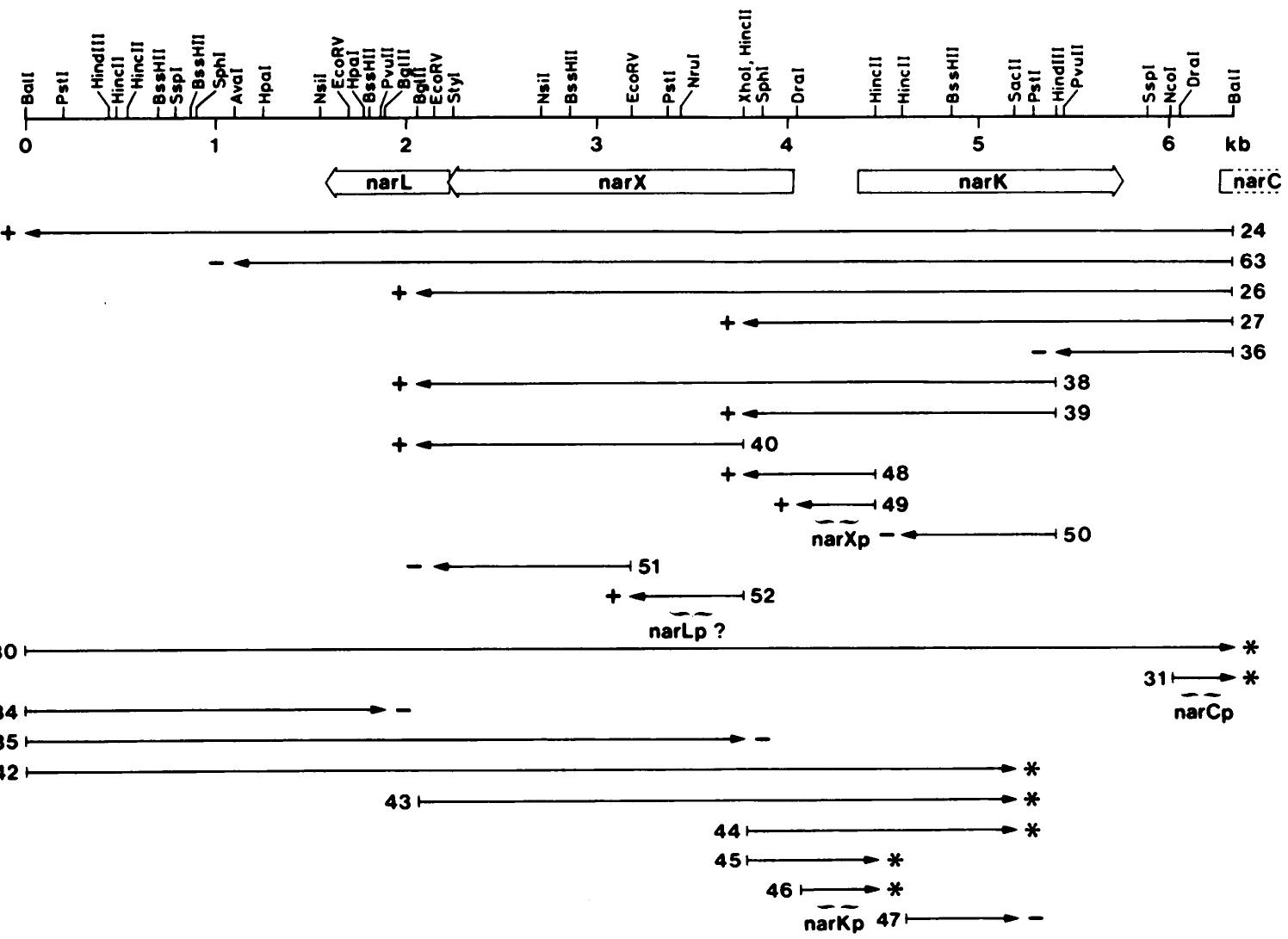 Nar Reproduction Genetic and physical map of the nark-narx-narl region. the