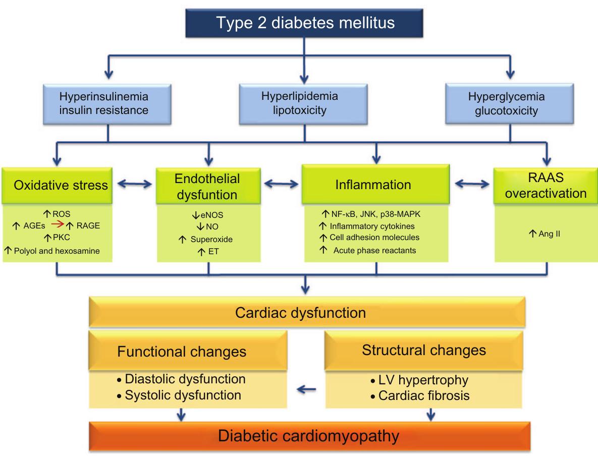 (PDF) The role of inflammation in diabetic cardiomyopathy