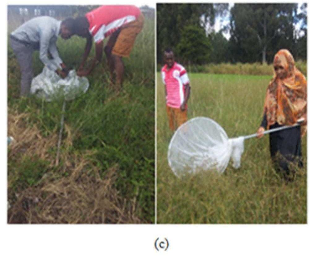 Figure 2 - from Diversity And Abundance Of Arthropods