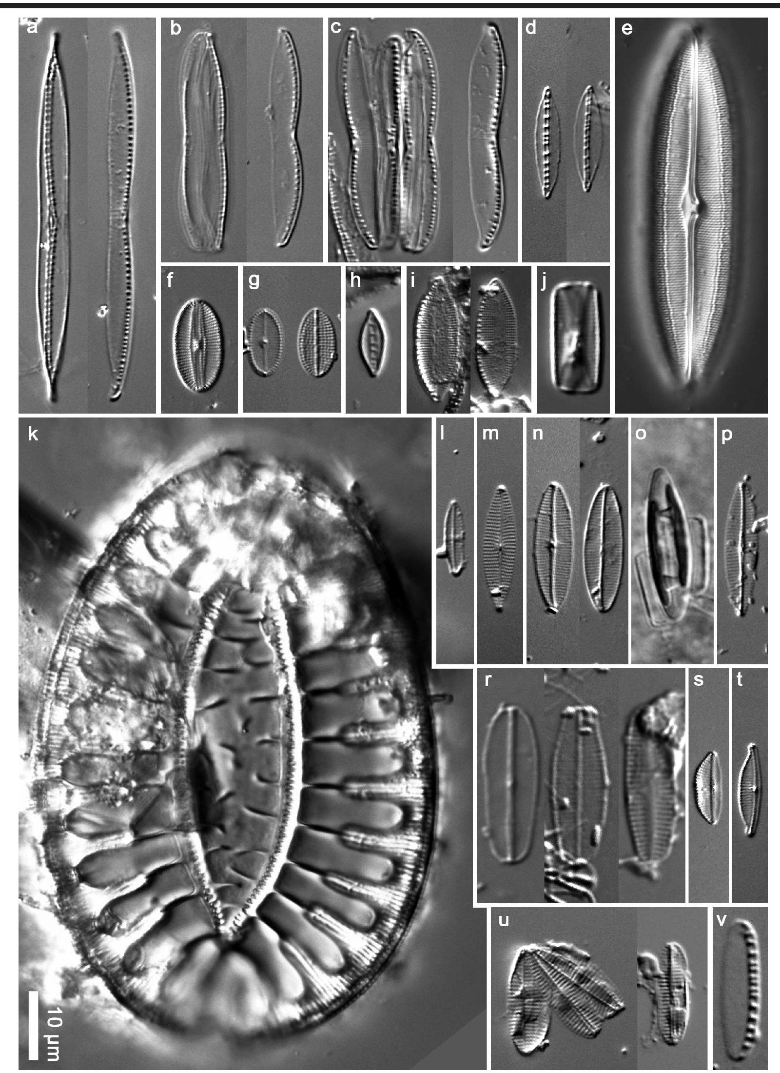 Light microscopic images of the diatom clones from the bohai
