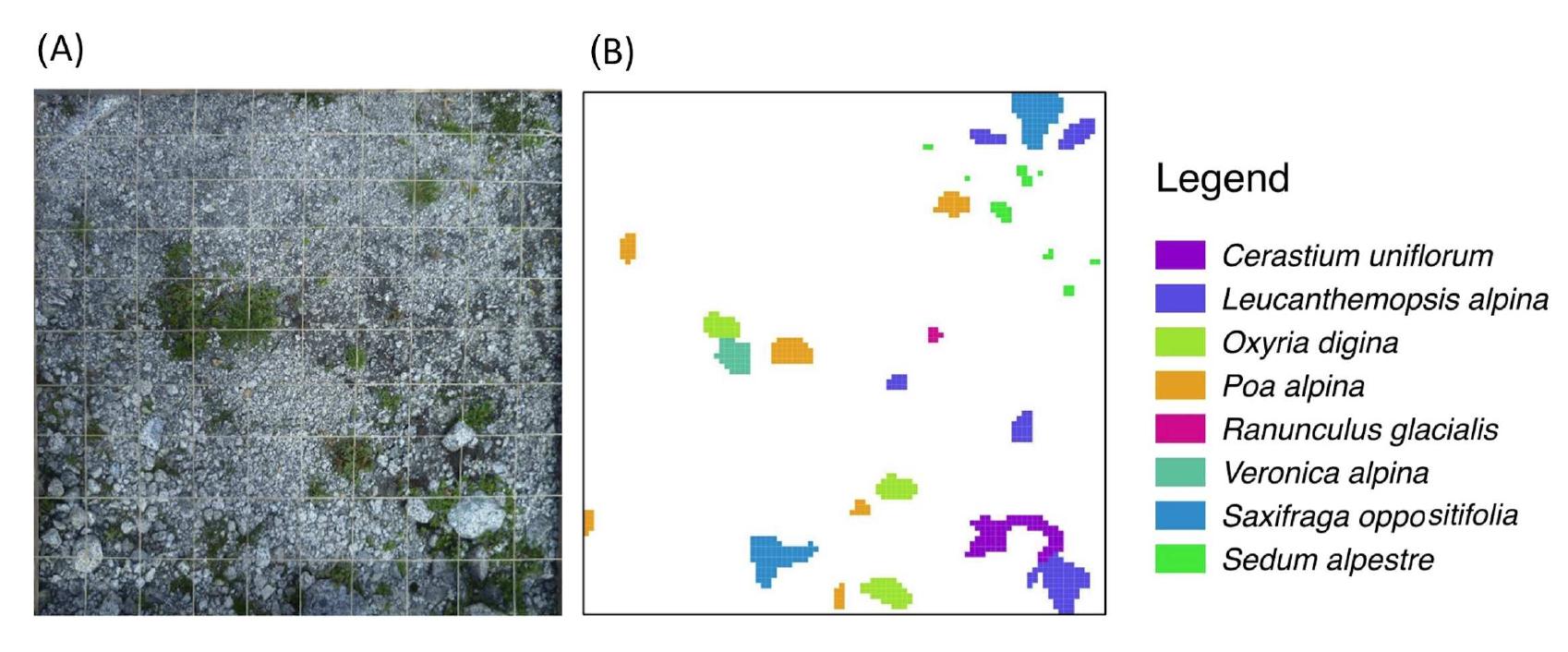 Schematic representation of the plant species survey. to