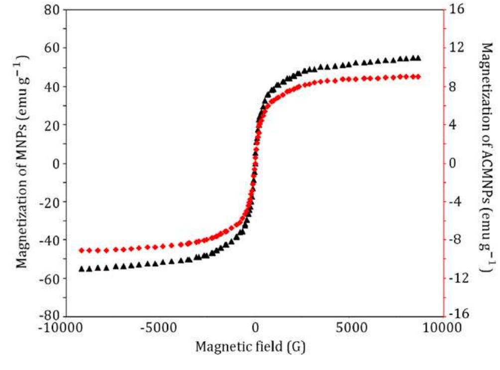 Figure 3: The magnetic behavior of MNPs (i) and ACMNPs (e). 