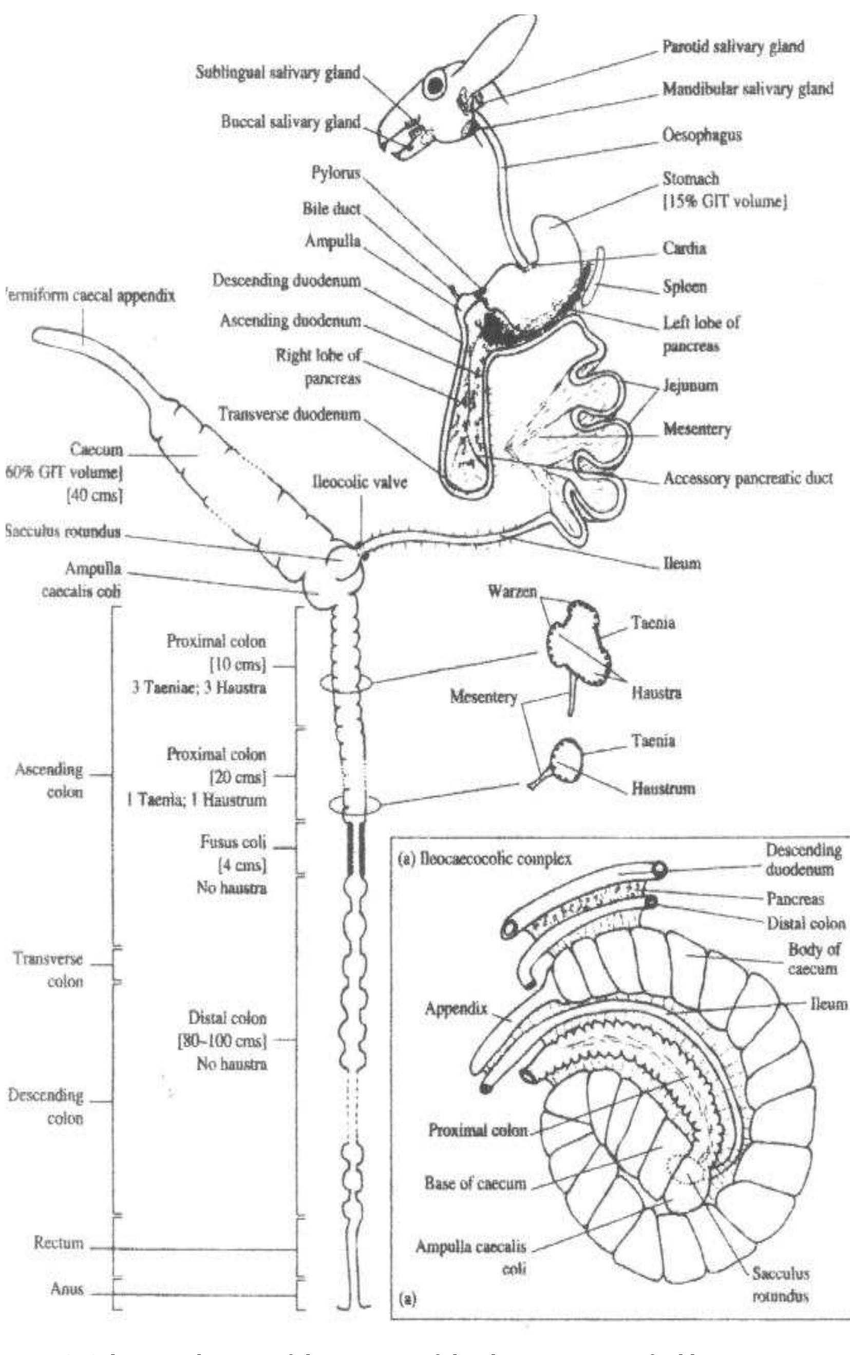 Figure 1 - from GROWTH PERFORMANCE, CARCASS CHARACTERISTICS