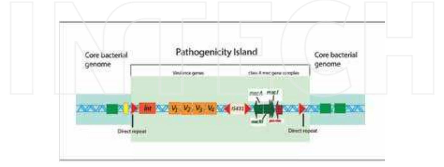 (PDF) THE RISE OF VIRULENCE AND ANTIBIOTIC RESISTANCE IN Staphylococcus ...