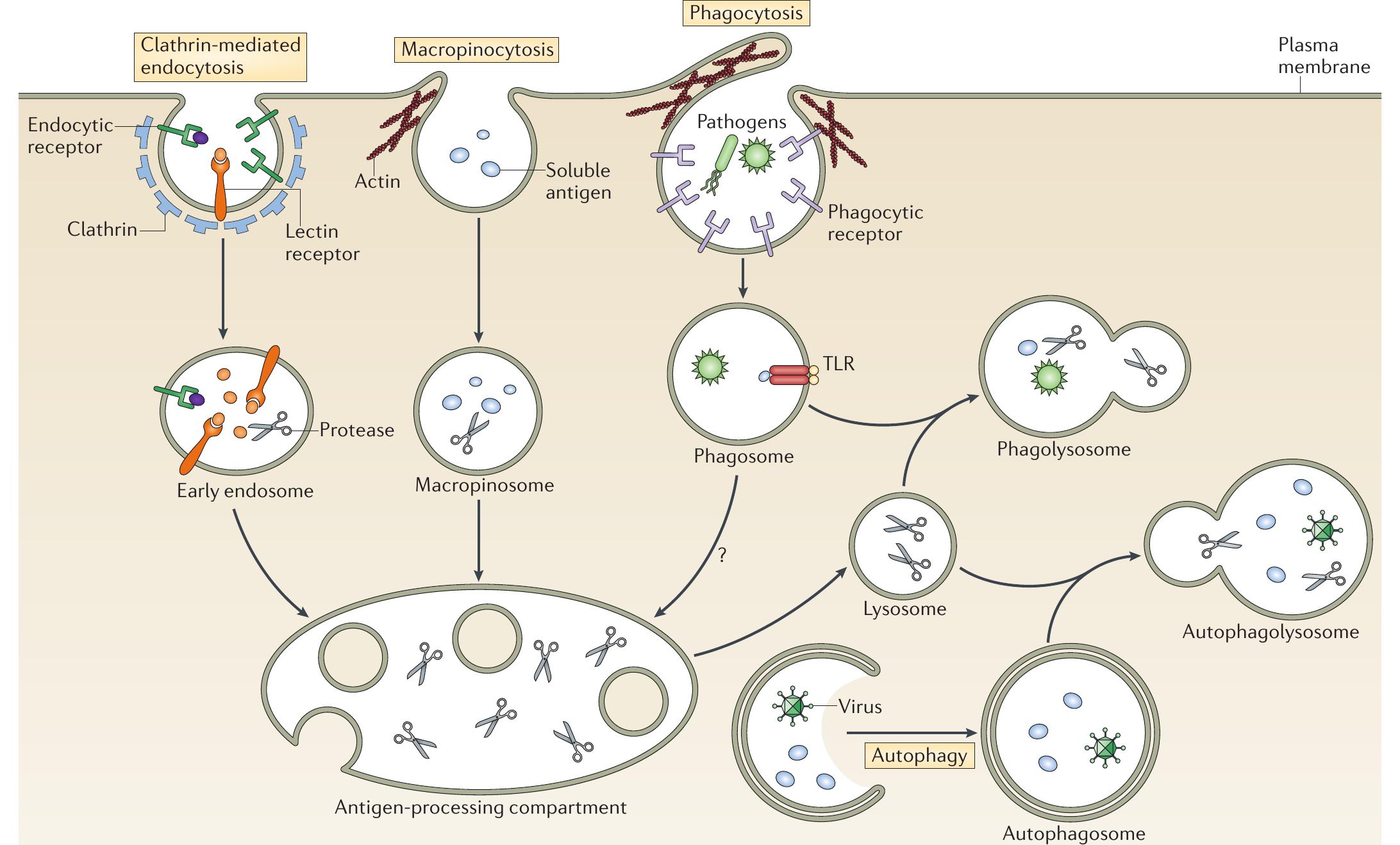 (PDF) The ins and outs of MHC class II-mediated antigen processing and ...