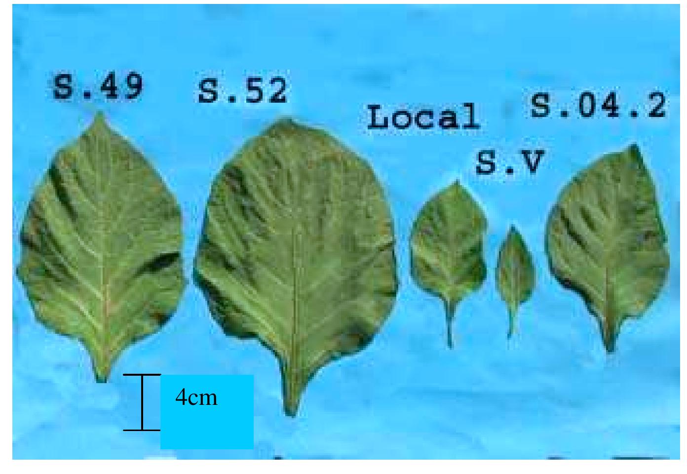 Plate 1: variations in the leaf morphology of the
