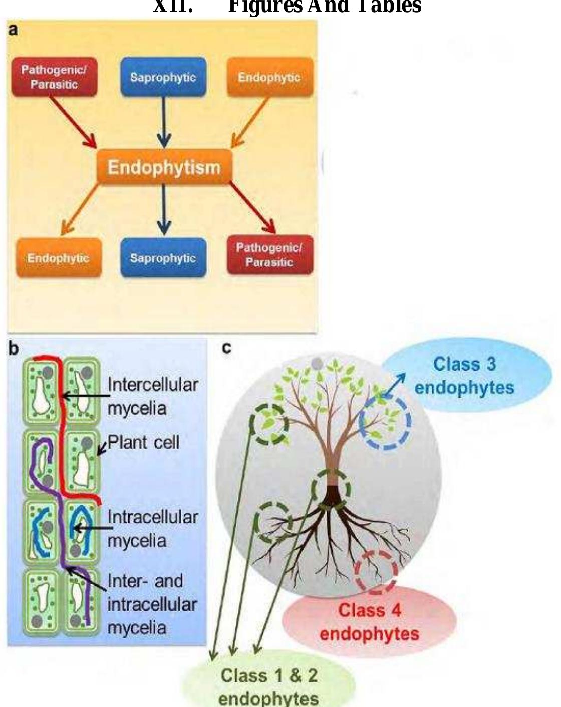 Endophytes Examples (PDF) Current Understanding of Endophytes: Their Relevance, Importance ...