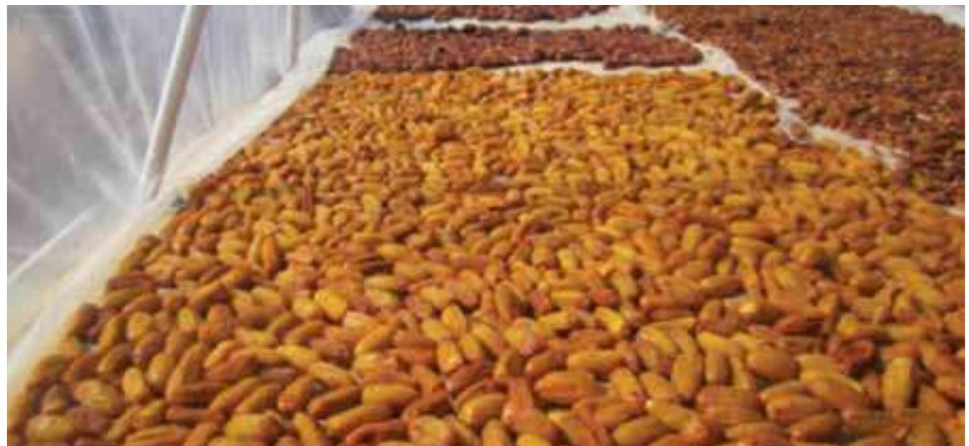 Figure 14 - from Dehydrating Unripe Date Fruits Using Solar