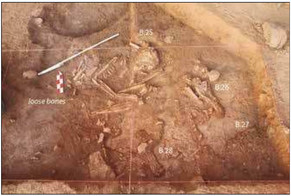 In the western part of the trench, at a depth of c 400mm below the surface and above the skulls of B.33 and B.35, medium-sized granite cobbles were found arranged in a semi-citcle of c 500mm in diameter (see Plate 4). This feature  same time in one grave. No funerary offerings were found in association with any of the deceased. Three fragmentary bivalves were collected from the vicinity of the head of B.33 (see Plate 6) for the purposes of AMS MC dating (see below).°  ° Another burial (B.32) was recorded by the southern edge of the southern part of the site where it had been exposed in an erosion gully enlarged by heavy rains in 2013 and 2014. The bones were impregnated with calcium carbonate, with their state of preservation corresponding to that of the human remains uncovered in the trenches. After record- ing, the burial was covered with soil and left unexcavated. 