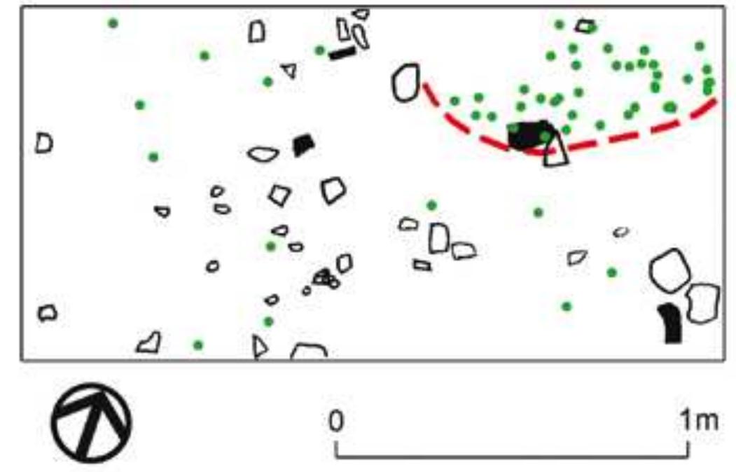 Figure 2. Outline of an oval-shaped feature identified on the basis of a concentration of unbroken shells of Pila sp. (green dots) revealed after superimposition of 12 plans documenting individual mechanical units. 
