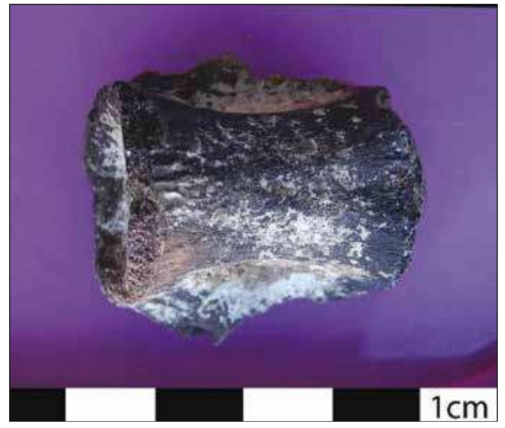 Plate 1. Vertebra of the Nile crocodile (Crocodylus niloticu  with traces of burning from preparation of the animal for consumption (photo: Z. Stivova).  Concerning taphonomical characteristics, the preservation of bones was rather poor and the fragmentation level of the assemblage very high. This means that finds with butchery marks or traces of gnawing are likely to be extremely un- derestimated. As we have expected, no gnawed bones were recorded. Butchery marks were found only rarely, and several finds can be interpreted as resulting from the bones being used as tools. On the other hand, burning of bones was quite frequent and included hundreds of fragments (Plate 1). As far as we can tell, traces of burning related to cooking above open fire were more abundant than those resulting from waste removal using fire ot another mote intensive exposute to fite. 