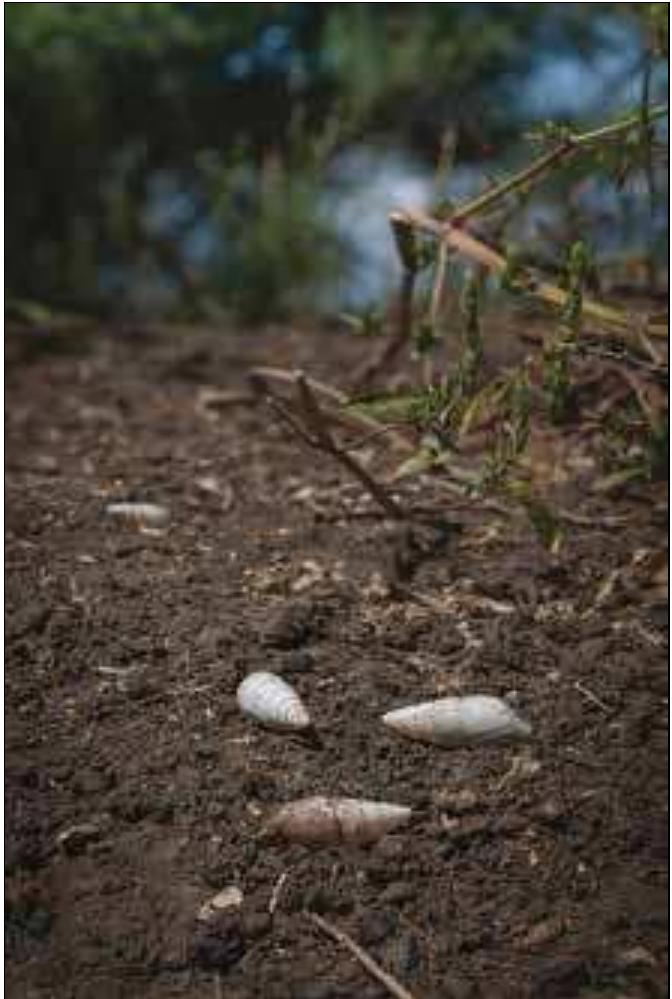 Limicolaria spp. (Gastropoda: Pulmonata: Achatinidae) are big pulmonate snails endemic in Aftica. However, as a revision of the genus exists (Crowley and Pain 1970), the taxonomic value of subfossil shells is hard to confirm. Limicolaria cailliaudi is the medium-sized member of the Achatinidae family with which most of the species found in Quaternary deposits in the Sudan have been identified (e.g, Arkell 1949; 1953; cf. Peters 1986, tab. 1; Gautier 1983; Peters 1991; Gautier and Van Neer 2011). Its recent distribution extends from eastern Sudan  Plate 2. Limicolaria sp. in the area of its current distribution in south- eastern Sudan near the border with Ethiopia (photo: P. Pokorny). 