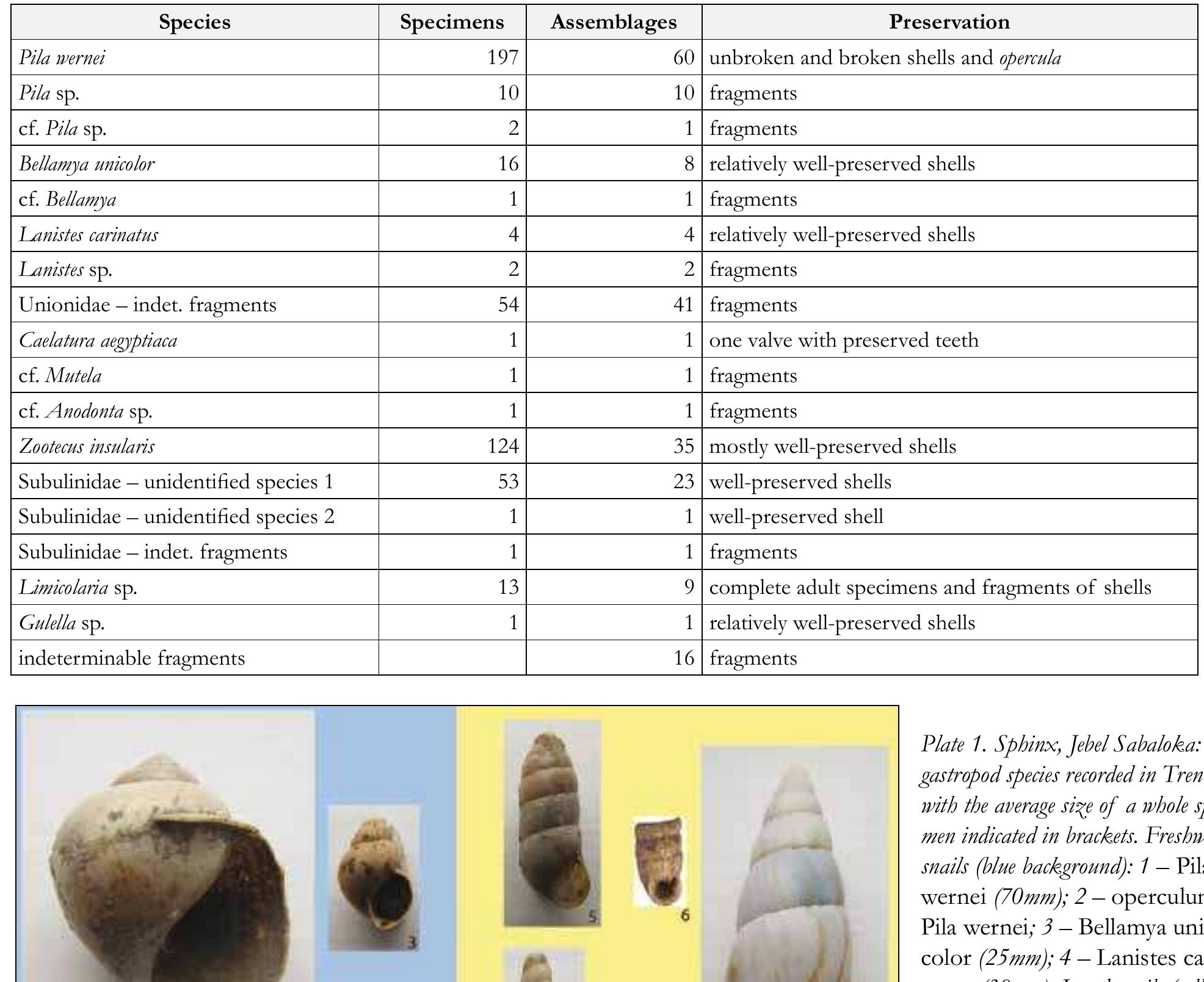 Table 1. Sphinx, Jebel Sabaloka: mollusc species identified in Trench 5, with a specification of the number of specimens, frequency in assemblages, and state of preservation of the material. 