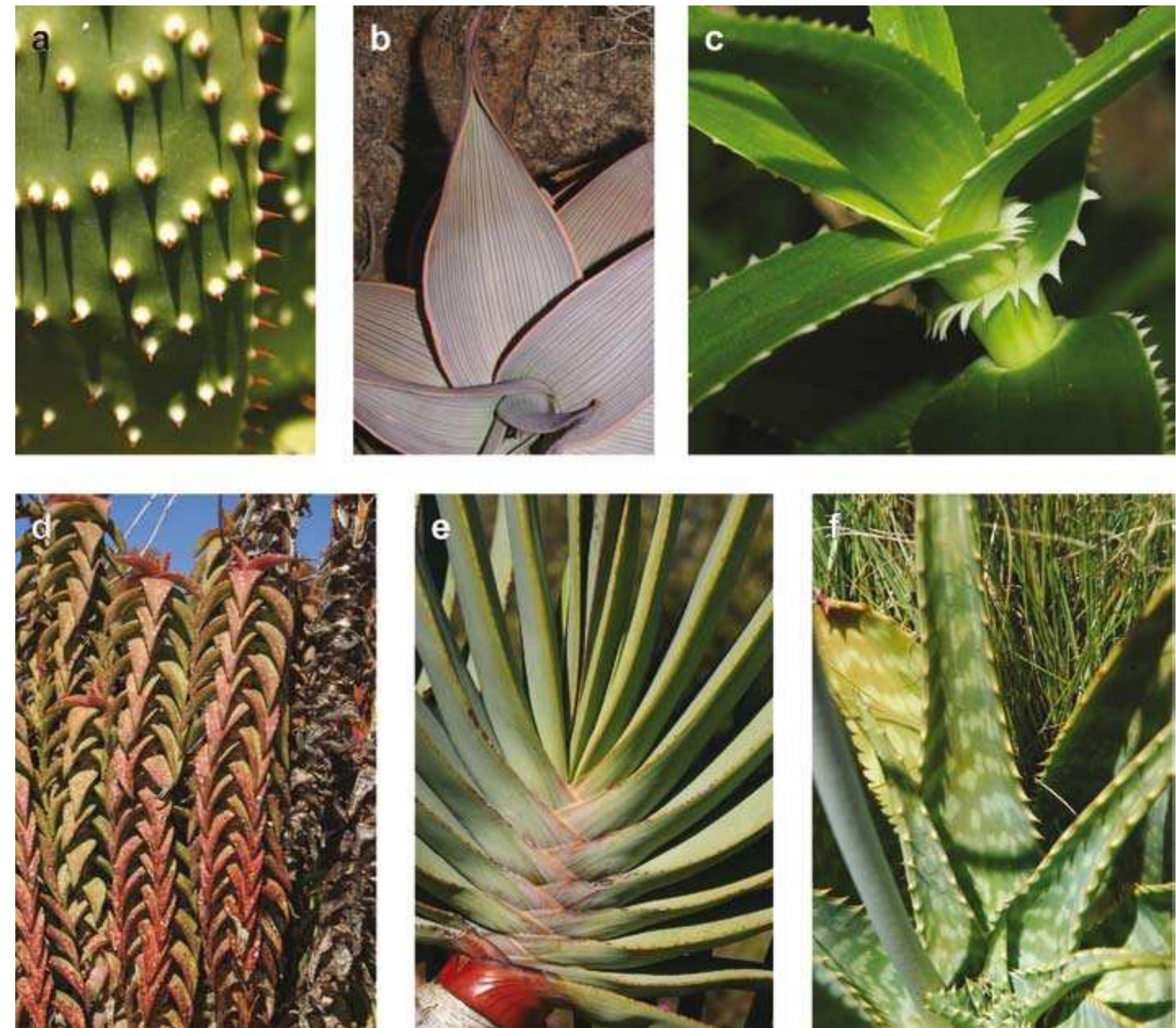(PDF) Aloes of the world: when, where and who?