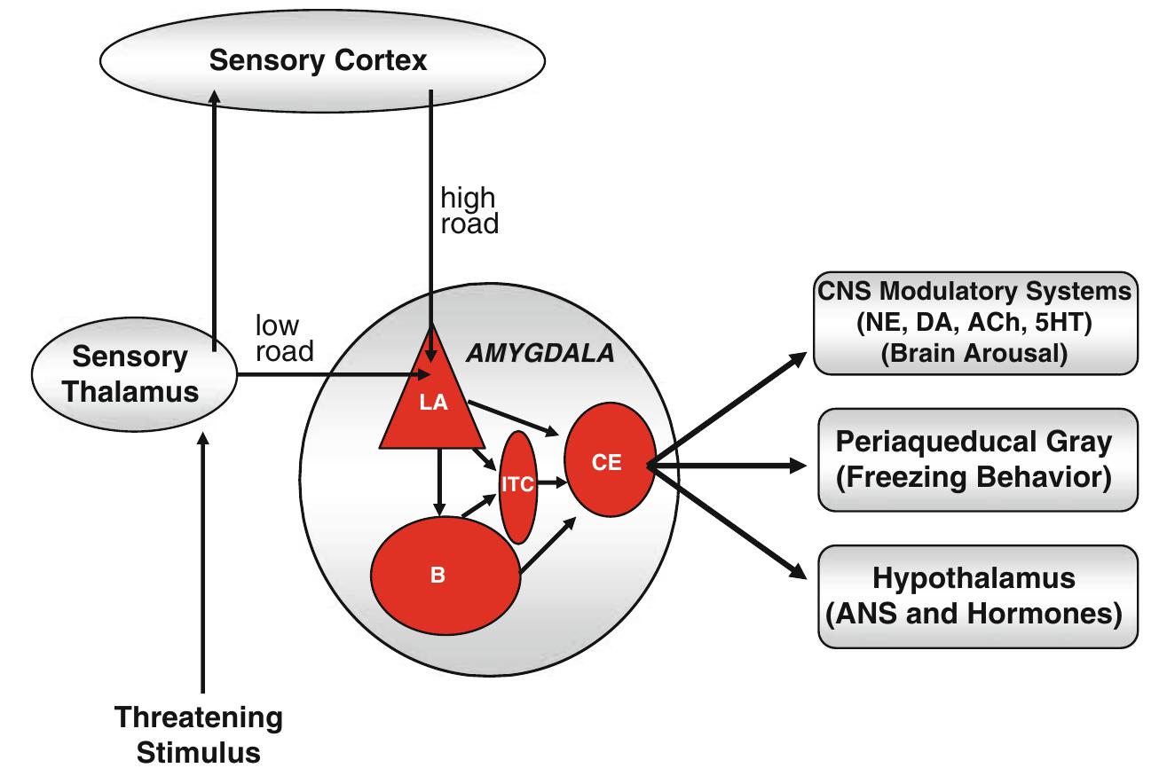 (PDF) The Amygdala and the Neural Pathways of Fear