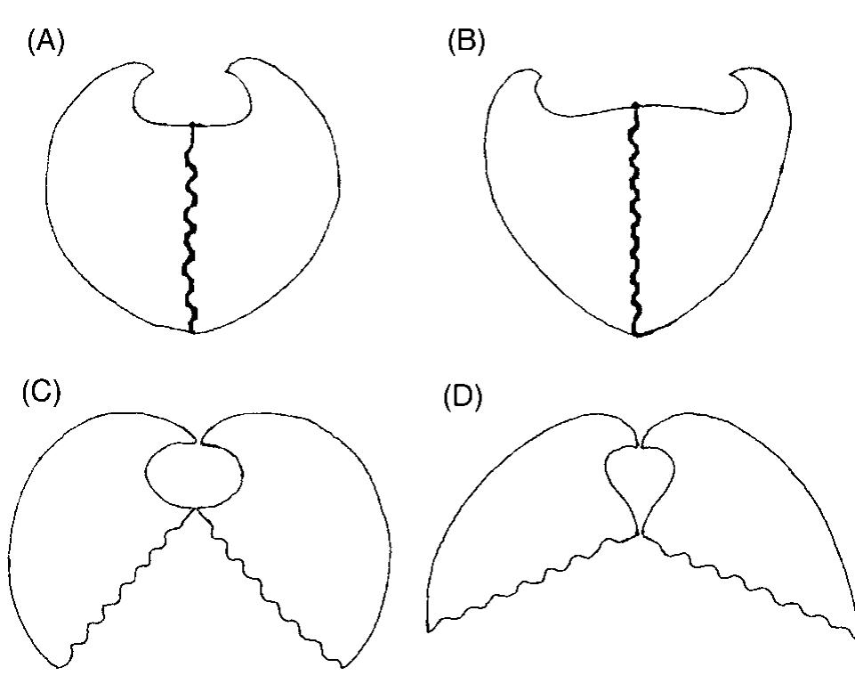 —arca noae. —a, c. the shell of a juvenile. —b, d. the shell