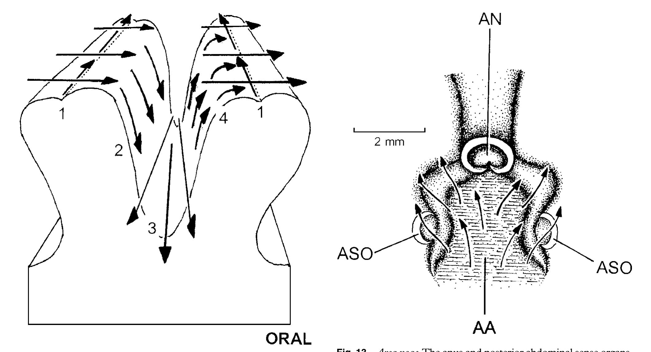 —arca noae.the ciliary currents of two ridges of a labial