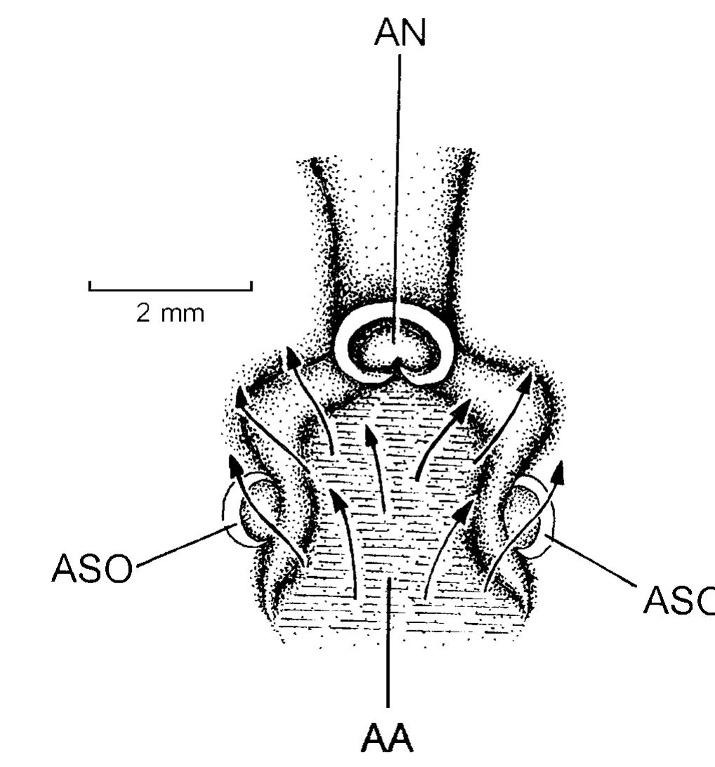 —arca noae. the anus and posterior abdominal sense organs as