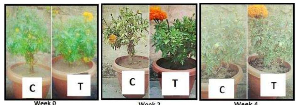 PDF) Effect of Music on Plants  An Overview
