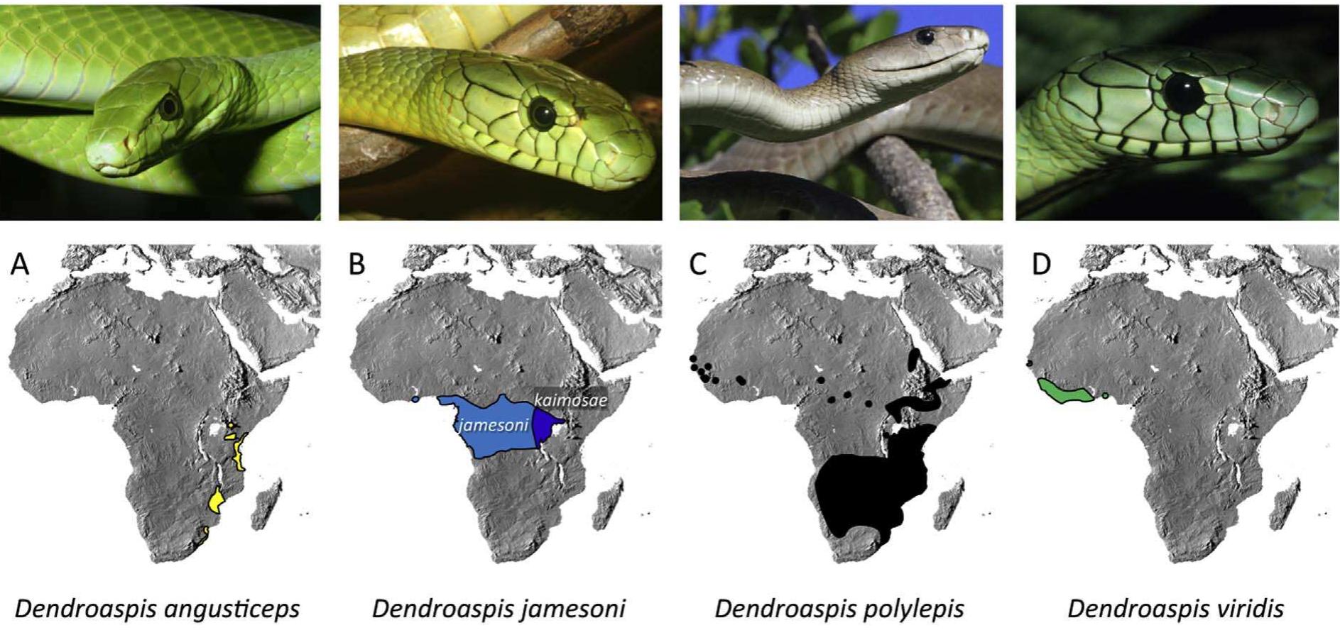 Calciseptine (PDF) The medical threat of mamba envenoming in sub-Saharan Africa ...