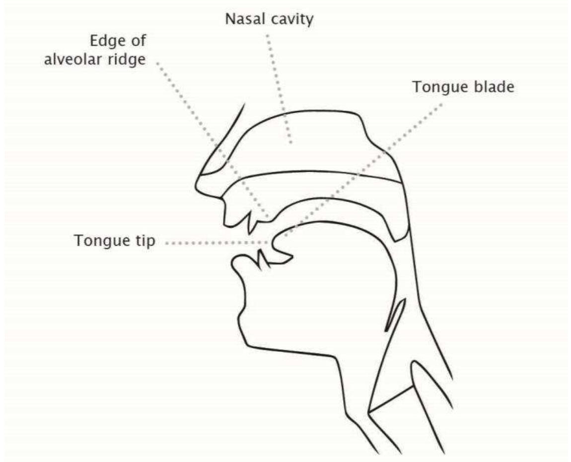 Velar Ridge The extrinsic muscles of the tongue (top left). the