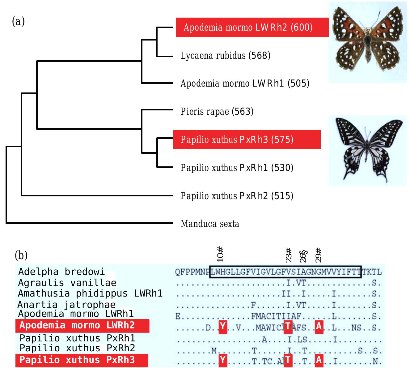 (PDF) Evolutionary Developmental biology Evo Devo and Behaviour ...