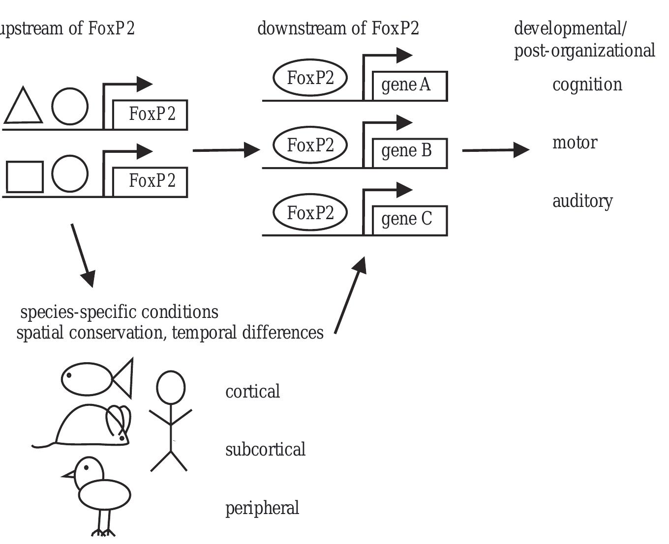 (PDF) Evolutionary Developmental biology Evo Devo and Behaviour ...
