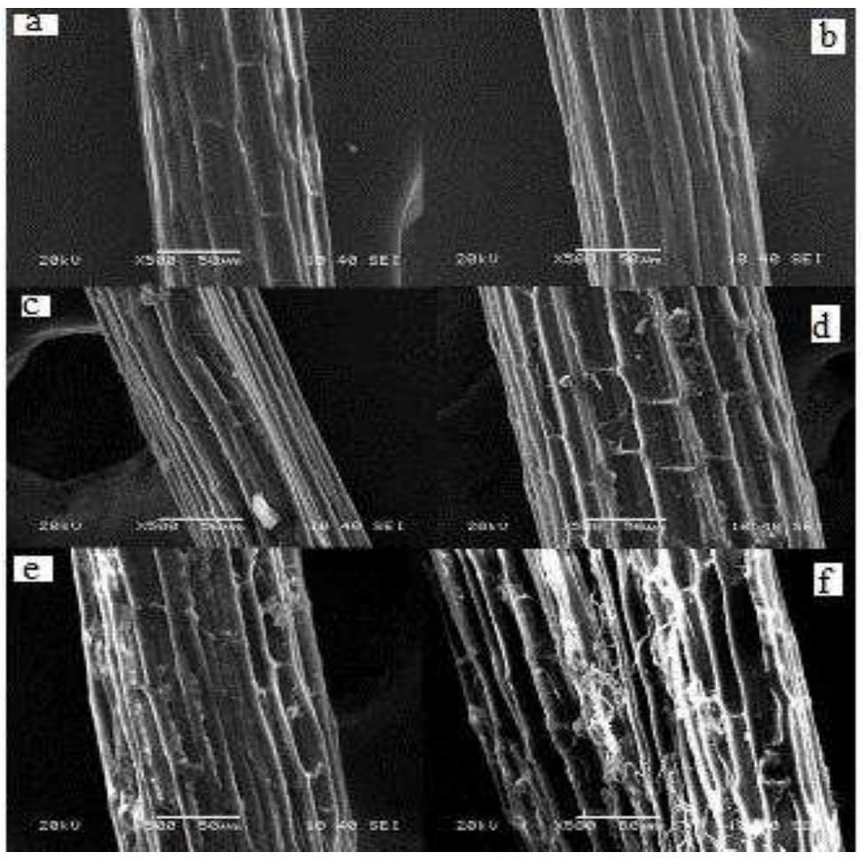 (PDF) Effect of alkali treatment on the properties of Agave ...