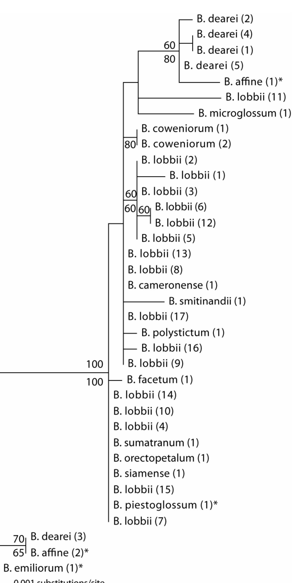 (PDF) Molecular biogeography of the Bulbophyllum lobbii Lindl. complex ...